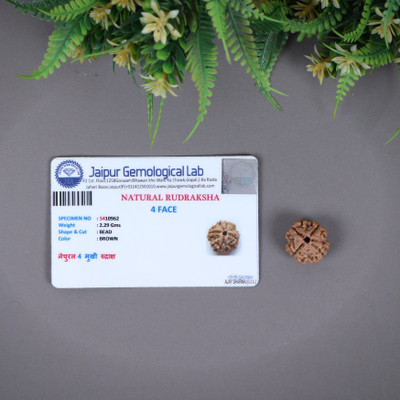 Shivtantra Certified Nepali 4 Mukhi Rudraksha Four face Rudraksha with Certificate Beads Wood Locket Set