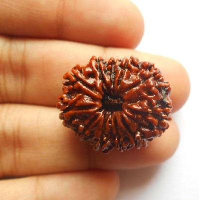 Ceylonmine01 Natural 11 Mukhi Rudraksha / 11 Face Rudraksha Lab Certified Wood