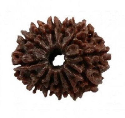 Vegga 12 mukhi rudraksha nepali / 12 mukhi Wood