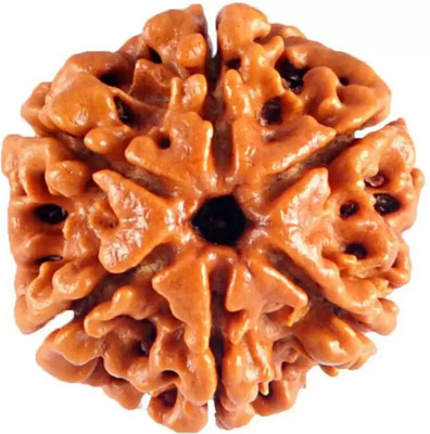 Chopra Gems Six Mukhi Rudraksha Certified/Original Rudraksh Natural 6 faced Rudraksha Brass