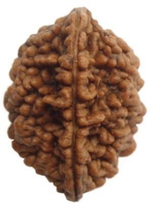 Beautum 2 MUKHI ORIGINAL RUDRAKSHA NEPALI ORIGINAL Wood Pendant