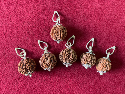 Rudraksham 6 Mukhi Nepali Rudraksha Pendant With Certificate Of Authenticity (Set of 5) Silver Brass Locket Set