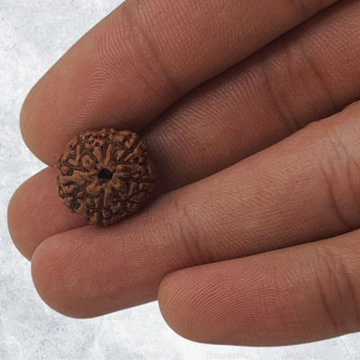 MELA BRITE Brown Wood 8 Mukhi /8 Face Rudraksha with Lab Certificate for Men and Women Beads Wood Locket