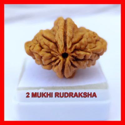 house of common Lab Certified 2 Mukhi Rudraksha Bead Natural Nepali 2 Face Rudraksha Beads Beads Wood Pendant