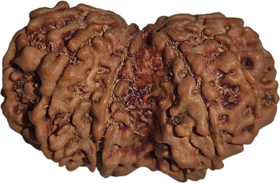 Nepali Rudraksha 6 Mukhi Rudraksha Original IGL Certified || Original Seller Nepali Rudraksha || Mother of Pearl