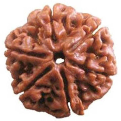 DIVINE SOUVENIRS 6 Mukhi Rudraksha Beads Natural Shiv Beads Astrological Purpose Beads Stone
