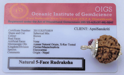 Jewelswonder 5 Mukhi Rudraksha with Pendant (Five Face, Lab Certified, Big, Silver Plated) Wood Locket