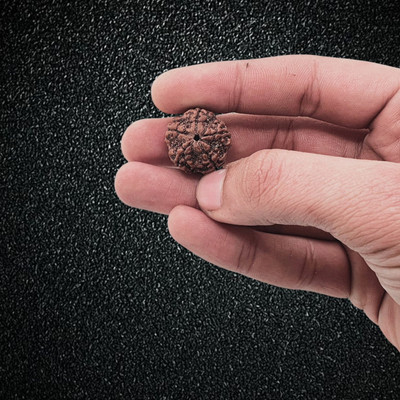 KitaboJi Samagri 5 mukhi rudraksha pendant Beads Wood Locket