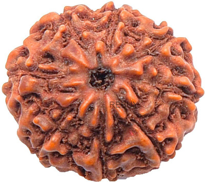 Shivtantra 8 Mukhi Rudraksha Three Faced Nepali Rudraksha Bead Bead Original & Certified Wood