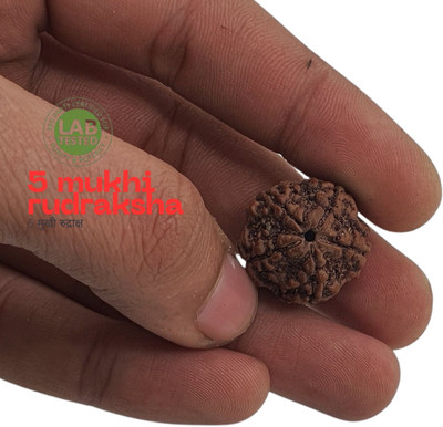 JagatguruShop 5 Mukhi Nepali Rudraksha Five Face Rudraksh With Original Quality Certificate Beads Wood Locket