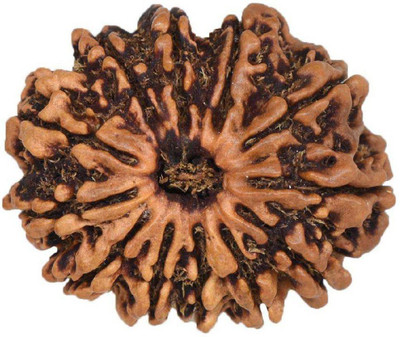 DIVINE SOUVENIRS 12 Mukhi Rudraksha Beads Original Twelve Faces Rudraksha Astrological Purpose Beads Wood
