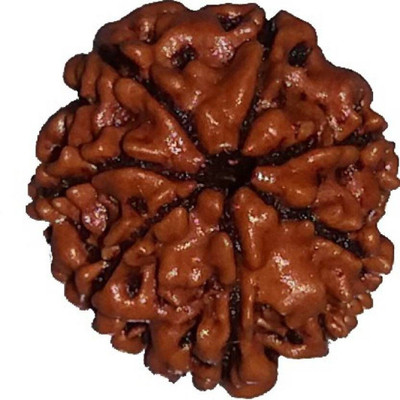 TODANI JEMS 7 mukhi rudraksha certified by vegga Wood