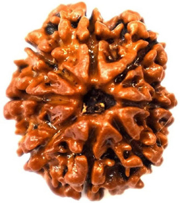 TODANI JEMS 8 Mukhi Rudraksha Beads Original eight Faces Rudraksha Astrological Purpose Beads Stone