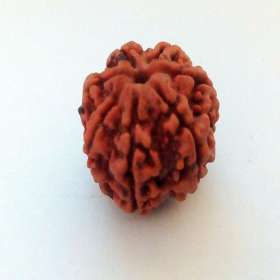 Jewelswonder 7 Mukhi Rudraksha - Nepal Beads Neelkanth Rudraksha Beads Wood