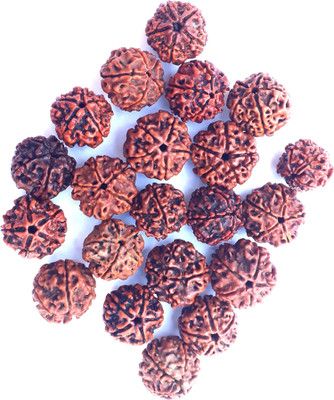 Akaraya 5 mukhi rudraksha 21 pcs set with hole Shell