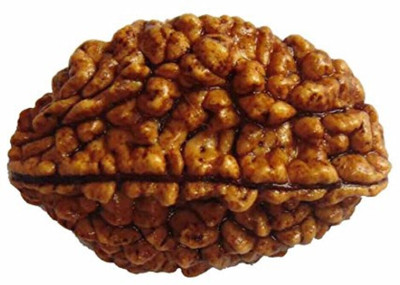 DIVINE SOUVENIRS Nepali 2 Mukhi Rudraksha Original Two Face Rudraksha Metal Capping Wood