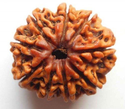 Jewelswonder Nepali 9 Mukhi Rudraksha (1 peice) attracts Wisdom Wood