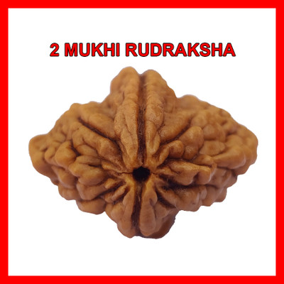 PRIYANSHU NAVRATN Lab Certified Natural 2 Mukhi Rudraksha Bead Nepali 2 Face Rudraksha Beads Beads Wood Pendant