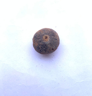 Rudraksham Rudraksha Nepali Scared Fruit (Set of 1) Wood Pendant Set