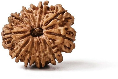 GEMSMANTRA 11 Mukhi Rudraksha Bead Without Pendant Medium Original Nepali & Lab Certified Wood