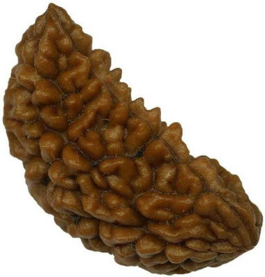 DIVINE SOUVENIRS 1 Mukhi Rudraksha beads Natural and Original Shiv Shakti Beads Astrological Purp Beads Wood