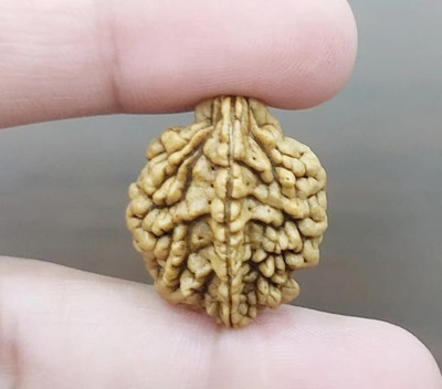 Madhur Creation 2 Mukhi Rudraksha Two Face Rudraksha Original Nepali Bead With Metal Capping Wood Pendant