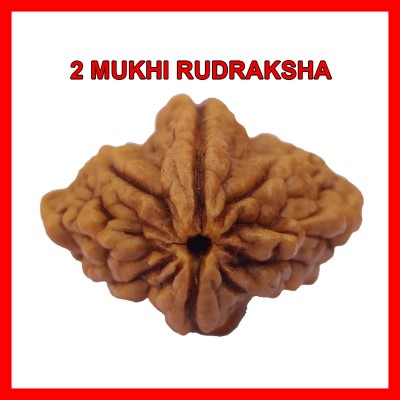 HAPPY CREATION Lab Certified Natural 2 Mukhi Rudraksha Bead Nepali 2 Face Rudraksha Beads Beads Wood Pendant