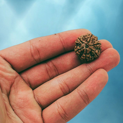 AllenDazzy 6 Mukhi Rudraksha Six face Rudraksha Nepali Beads Wood Locket