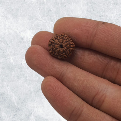 BHAKTI BRITE MELA 8 Mukhi Rudraksha Rare eight Faces Rudraksha With Java Indonesian Beads Beads Wood Pendant Set