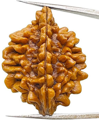DIVINE SOUVENIRS Nepali 2 Mukhi Rudraksha Two Face Rudraksha Metal Capped Wood Pendant