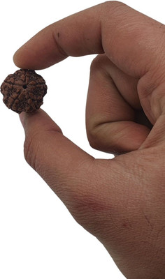 JagatguruShop 5 Mukhi/face Panchmukhi Rudraksha Nepali with Lab Certificate Beads Wood Locket