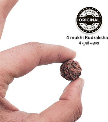 Hindustan Jewellery 4 Mukhi/face chaarmukhi Rudraksha Nepali with Lab Certificate Beads Wood Locket