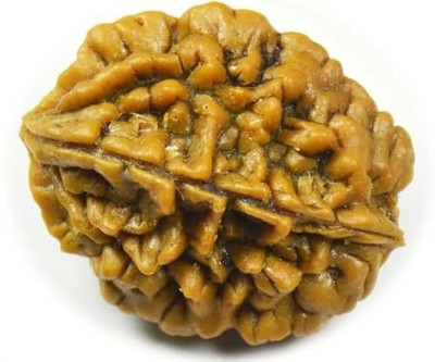 Beautum Original 2 Mukhi Rudraksha Two Face Rudraksha With Metal Capping Wood Pendant