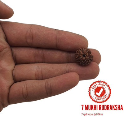 Human Collections Astrological Seven Mukhi/Faced Rudraksha Pendant For Unisex Both for Men & Women Beads Wood Locket Set