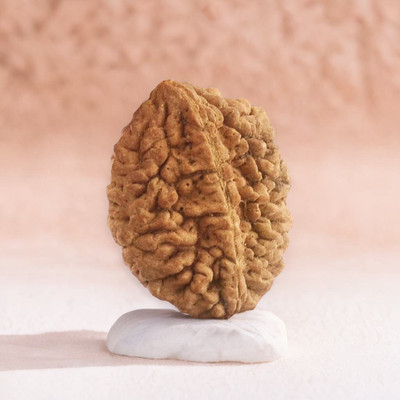 DIVINE SOUVENIRS Natural 2 mukhi nepali rudraksha with certificate Beads Wood Pendant