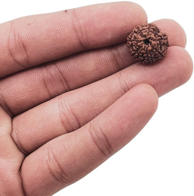 LOTUS Store 7 Mukhi rudraksha / 7 Face Rudraksha Pendant indonesian For Men and Women Beads Wood Pendant