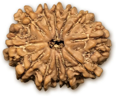 DIVINE SOUVENIRS 12 Mukhi Rudraksha Beads Original Twelve Faces Rudraksha Astrological Purpose Beads Wood