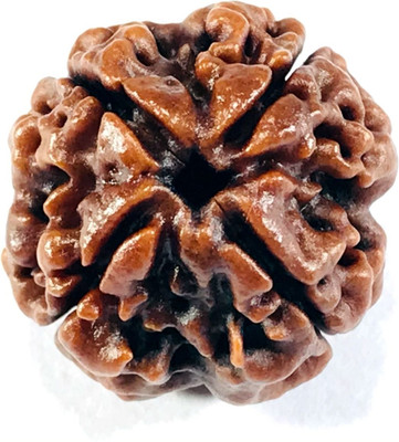Shivtantra Nepali 4 Mukhi/ Four Face Rudraksha / Chatur Mukhi Rudraksha (Size 16-22mm) Wood