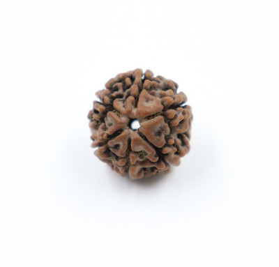 Shivtantra 6 Mukhi Rudraksha Original Certified Bead Wood Pendant