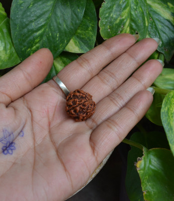 Deepak Shop Lab Certified Nepali 5 Mukhi Rudraksha Original Five Face Rudraksha Wood Pendant Wood Pendant