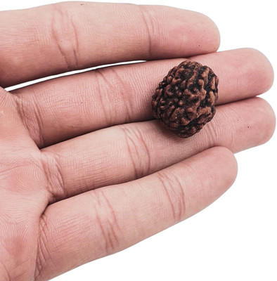 Fine Creation 3 Faced Rudraksha three-Faced Orignal For Unisex Beads Wood Locket Set