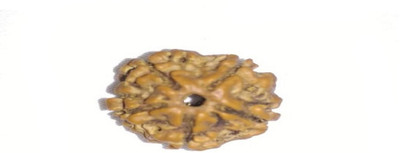 Divine rudras 5 mukhi rudraksha certified vegga Wood