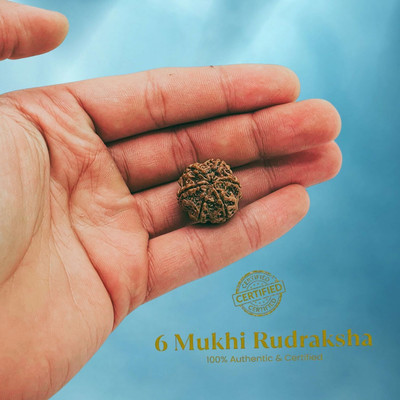 MELA BRITE 6 Mukhi Rudraksha six Faced Rudraksha Pendant Original Rudraksha Beads Wood Pendant Set