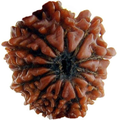 Jewelswonder Natural Twelve Face /12 Mukhi Rudraksha Wood