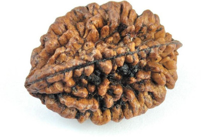 HAPPY CREATION Nepali 2 Mukhi Rudraksha Wood Pendant