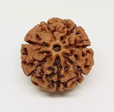 Beautum 7 Mukhi/Faced Nepali Rudraksha Natural & Rudraksha With Capping Wood Pendant