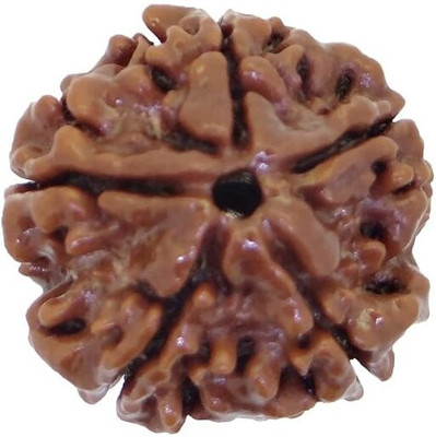 Khushal ENTERPRISE Origin 5 Mukhi Rudraksha Five Face Rudraksha Metal Capping Wood Pendant