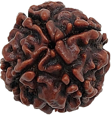 house of common 4 Face/ 4 Mukhi Nepali Rudraksh Medium Heavy-2 Fine Wood Locket