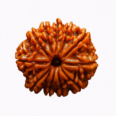 Ceylonmine01 Natural 11 Mukhi Rudraksha Bead for Daily use Smooth Finish Original & Certified Beads Wood