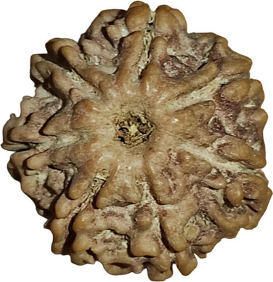 Divine rudras 7 Mukhi Rudraksha IGL Certified | Original Seller Nepali Rudraksh | Mother of Pearl